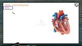 Body Fluids And Circulation - Internal Structure Of Heart (Session 8) Body Fluids And Circulation - Internal Structure Of Heart (Session 8)