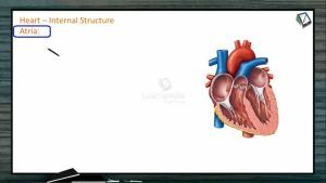 Body Fluids And Circulation - Internal Structure Of Heart (Session 8)