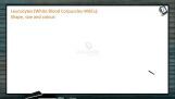 Body Fluids And Circulation - Leucocytes (Session 2) Body Fluids And Circulation - Leucocytes (Session 2)