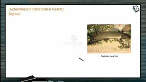 Body Fluids And Circulation - Three And Four Chambered Heart (Session 7)