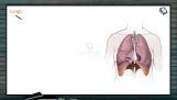 Breathing And Exchange of Gases - Lungs And Alveoli (Session 1) Breathing And Exchange of Gases - Lungs And Alveoli (Session 1)