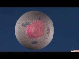 Class 9 Science - Cell Membrane And Cell Wall Video by MBD Publishers Class 9 Science - Cell Membrane And Cell Wall Video by MBD Publishers
