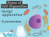 Class 9 Biology - Cell Organelles And Their Functions - Golgi Apparatus - Lysosomes Video by Let's tute Class 9 Biology - Cell Organelles And Their Functions - Golgi Apparatus - Lysosomes Video by Let's tute