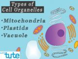 Class 9 Biology - Cell Organelles And Their Functions - Mitochondria - Plastids - Vacuoles Video by Let's tute Class 9 Biology - Cell Organelles And Their Functions - Mitochondria - Plastids - Vacuoles Video by Let's tute