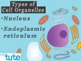 Class 9 Biology - Cell Organelles And Their Functions - Nucleus And Endoplasmic Reticulum Video by Let's tute Class 9 Biology - Cell Organelles And Their Functions - Nucleus And Endoplasmic Reticulum Video by Let's tute