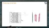 Cell The Unit of Life - Thickenings Of Cell Wall (Session 2) Cell The Unit of Life - Thickenings Of Cell Wall (Session 2)