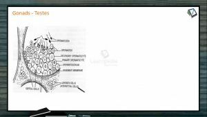 Chemical Coordination - Gonads And Placenta (Session 4)