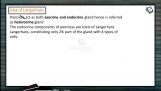 Chemical Coordination - Islet Of Langerhans (Session 4) Chemical Coordination - Islet Of Langerhans (Session 4)