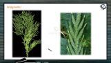 Classification of Plants - Characters Of Selaginella (Session 6)