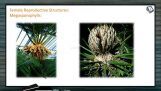 Classification of Plants - Cycas Female Reproductive Structures (Session 8) Classification of Plants - Cycas Female Reproductive Structures (Session 8)