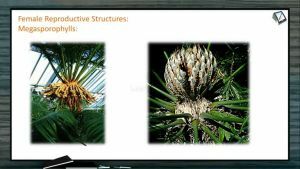 Classification of Plants - Cycas Female Reproductive Structures (Session 8)