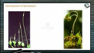 Classification of Plants - Funaria Sporophyte (Session 5)