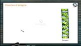 Classification of Plants - Introduction Of Spirogyra (Session 3)