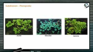 Classification of Plants - Pteropsida (Session 7)