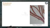 Classification of Plants - Rhodophyceae Polysiphonia (Session 4)