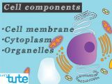 Class 9 Biology - Components Of A Cell Video by Let's tute Class 9 Biology - Components Of A Cell Video by Let's tute