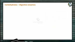 Digestion And Absorption - Carbohydrate Digestion (Session 3)