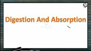 Digestion And Absorption - Introduction Of Digestion And Absorption (Session 3)