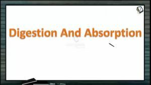 Digestion And Absorption - Lipid Introduction (Session 4)