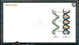 Digestion And Absorption - Nucleic Acid (Session 4) Digestion And Absorption - Nucleic Acid (Session 4)