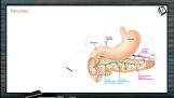 Digestion And Absorption - Pancreas (Session 2) Digestion And Absorption - Pancreas (Session 2)
