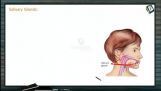 Digestion And Absorption - Salivary Glands (Session 2) Digestion And Absorption - Salivary Glands (Session 2)