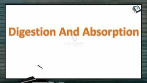 Digestion And Absorption - Vitamin Introduction (Session 5)
