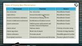 Domestication And Improvement In Animals - Diseases Of Bees (Session 3) Domestication And Improvement In Animals - Diseases Of Bees (Session 3)