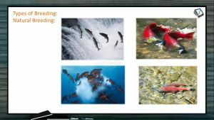 Domestication And Improvement In Animals - Types Of Breeding Fish (Session 2)