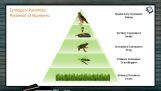 Ecosystem - Ecological Pyramids (Session 1) Ecosystem - Ecological Pyramids (Session 1)