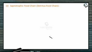 Ecosystem - Saprotrophic Food Chain (Session 3)