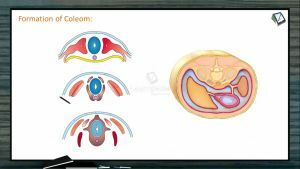 Embryonic Development - Formation Of Coelom (Session 3)