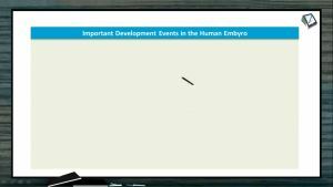 Embryonic Development - Hormonal Control Of Pregnancy (Session 4)