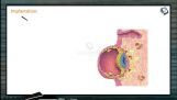 Embryonic Development - Implantation (Session 2) Embryonic Development - Implantation (Session 2)