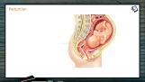 Embryonic Development - Important Development Events In The Human Embryo (Session 4)