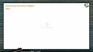 Excretion And Osmoregulation - Accesory Excretory Organs (Session 3)