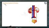Excretion And Osmoregulation - Kidneys (Session 1) Excretion And Osmoregulation - Kidneys (Session 1)
