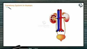 Excretion And Osmoregulation - Kidneys (Session 1)