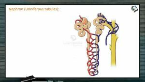 Excretion And Osmoregulation - Nephrons (Session 1)