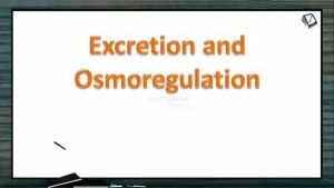 Excretion And Osmoregulation - Nitrogenous Wastes (Session 1)