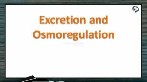 Excretion And Osmoregulation - Physiology Of Excretion (Session 2)