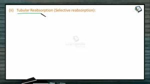 Excretion And Osmoregulation - Tubular Reabsorption I (Session 2)