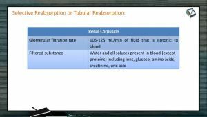 Excretion And Osmoregulation - Tubular Reabsorption II (Session 2)