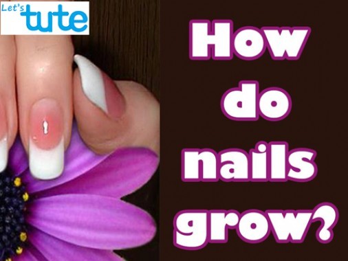 Class 9 Science - How Do Nails Grow Video by Let's tute