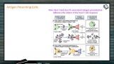 Human Health And Diseases - Antigen Presenting Cells (Session 2) Human Health And Diseases - Antigen Presenting Cells (Session 2)