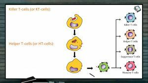 Human Health And Diseases - Cell Mediated Immunity Part II (Session 2)