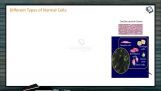Human Health And Diseases - Different Types Of Normal Cells (Session 5) Human Health And Diseases - Different Types Of Normal Cells (Session 5)