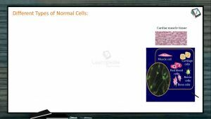 Human Health And Diseases - Different Types Of Normal Cells (Session 5)