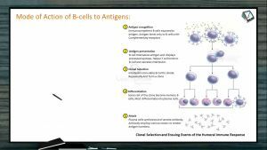 Human Health And Diseases - Mode Of Action Of B-Cells To Antigens (Session 2)