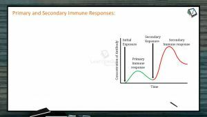 Human Health And Diseases - Primary And Secondary Immune Responses (Session 2)